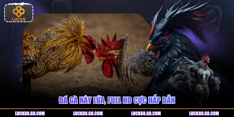 Đá gà nảy lửa, full HD cực hấp dẫn